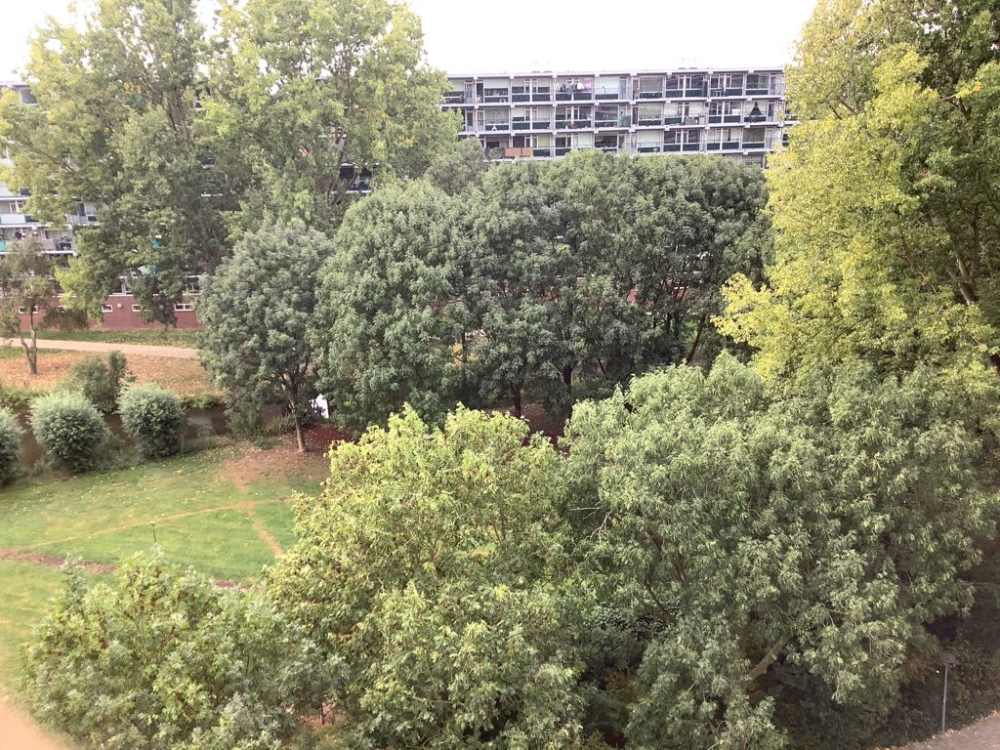 Pieter de Hoochplaats 124