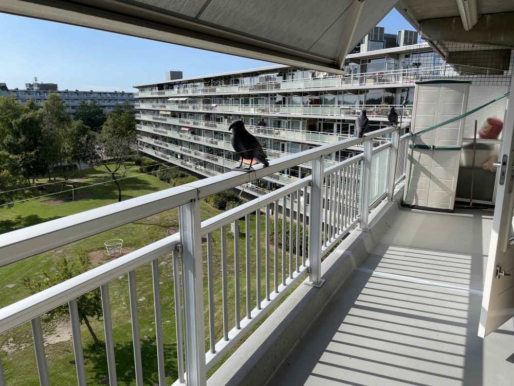 Koningsvarenstraat 142