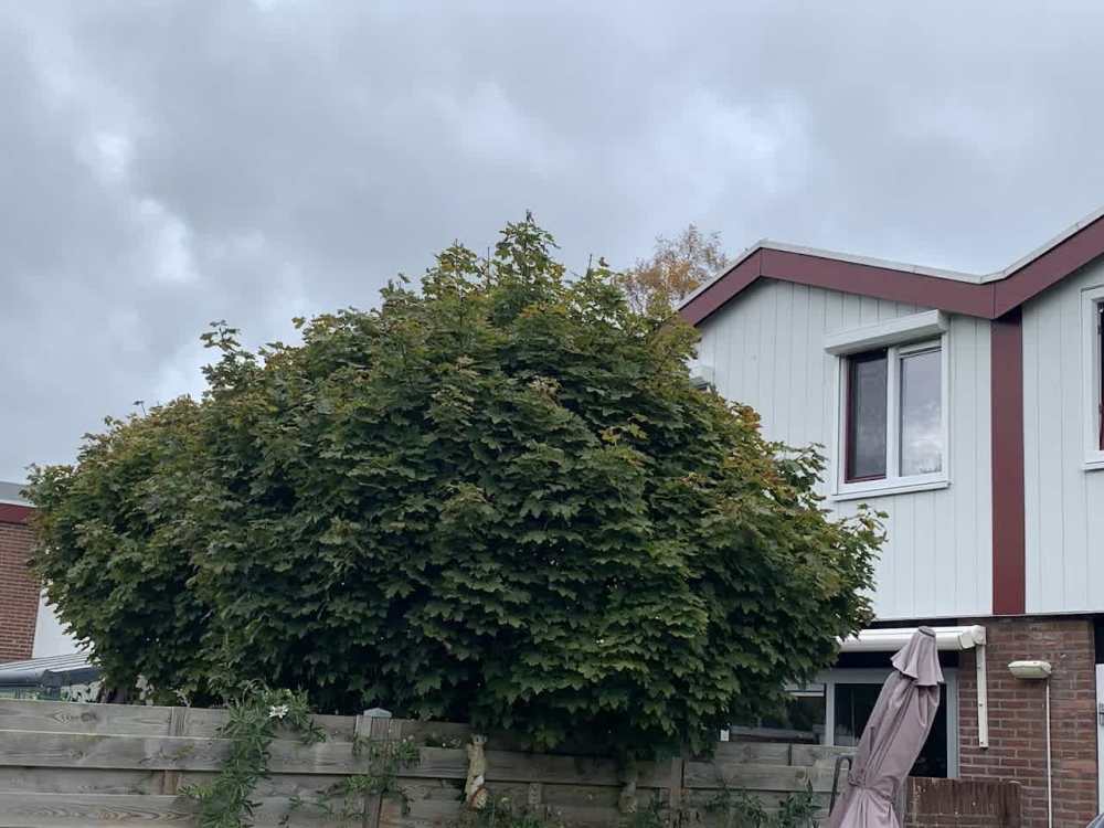 De Sint Willebrordus 56