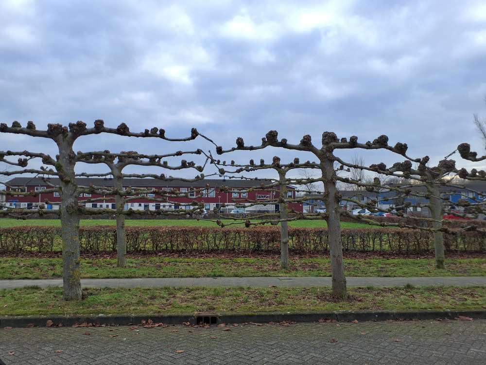 Henrick de Keyserplantsoen 68