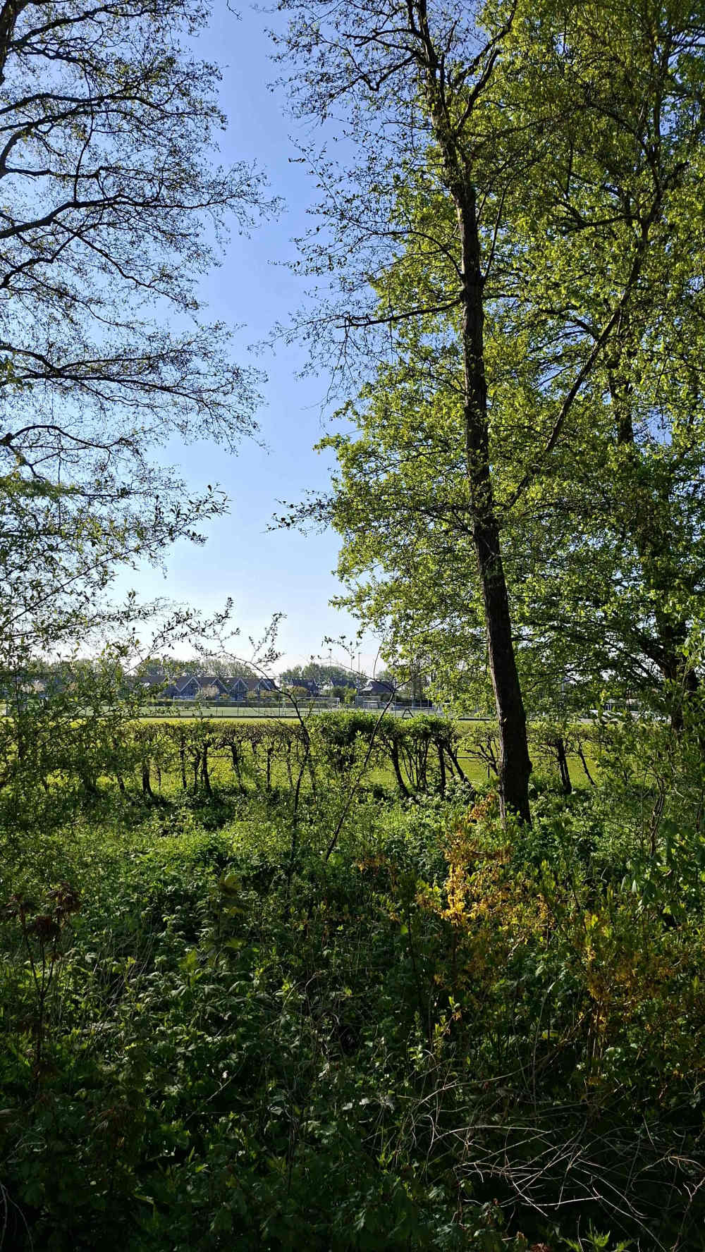 Waterlelieplantsoen 24
