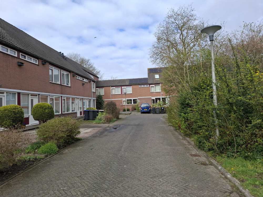 Wintergroen 48