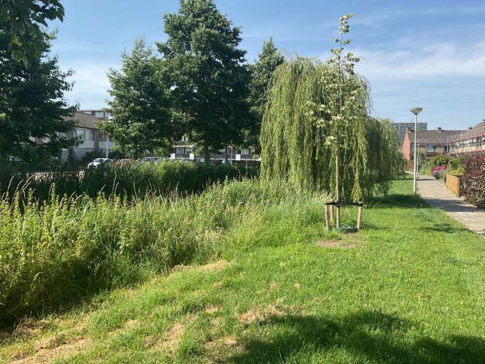Randwijk 53