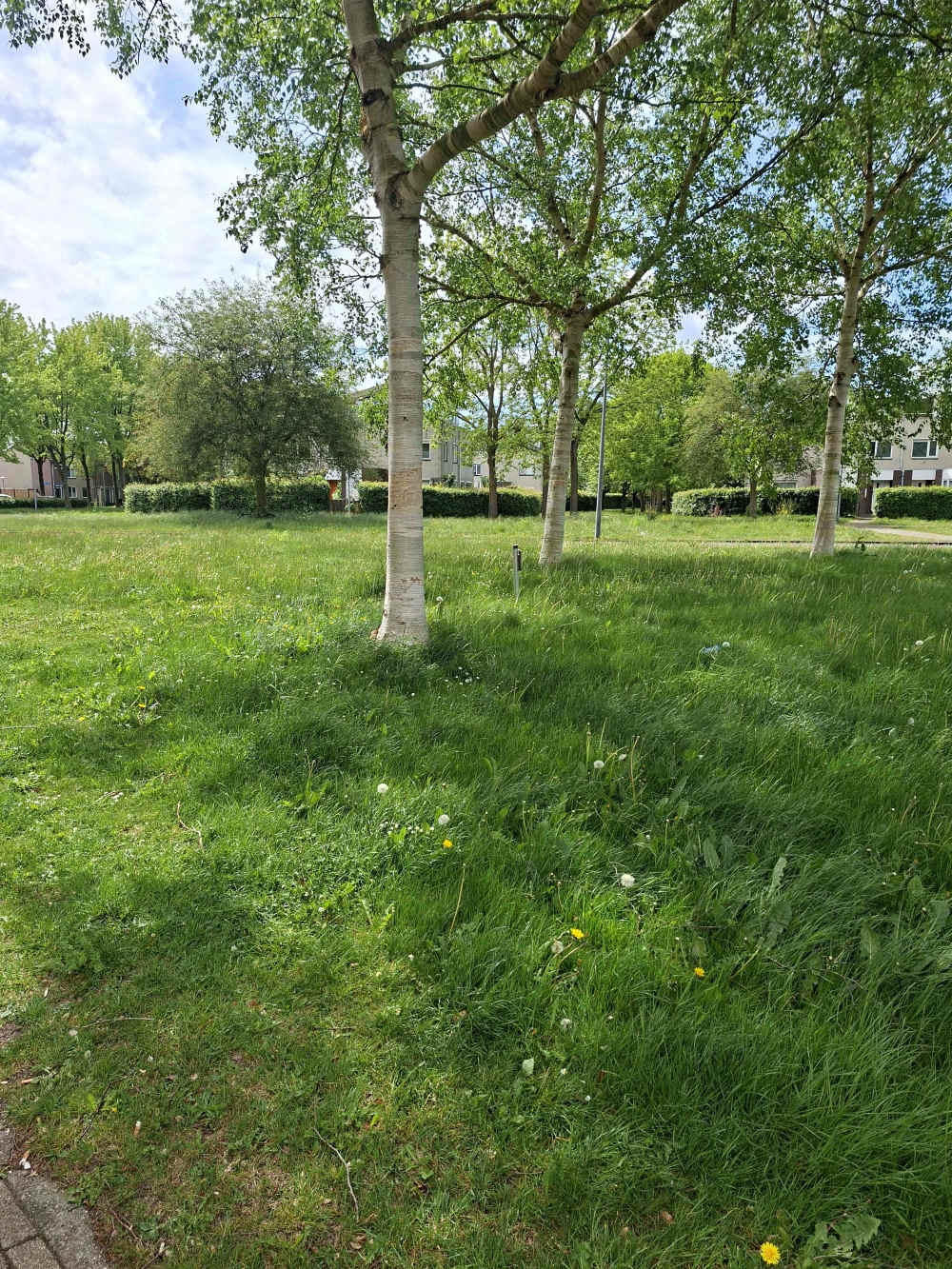 Springendallaan 5