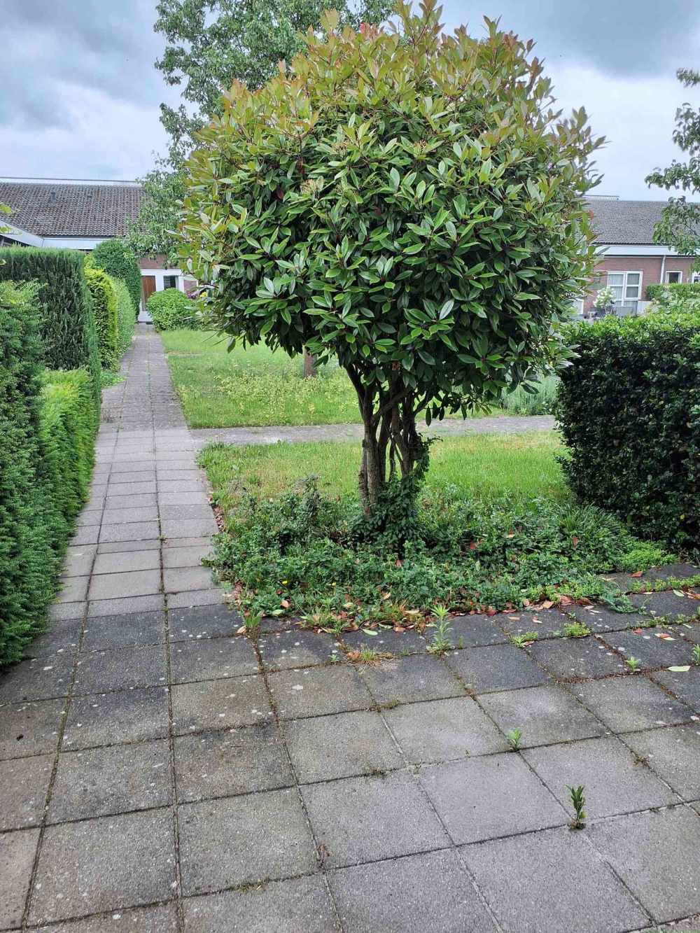 Guardiplantsoen 8