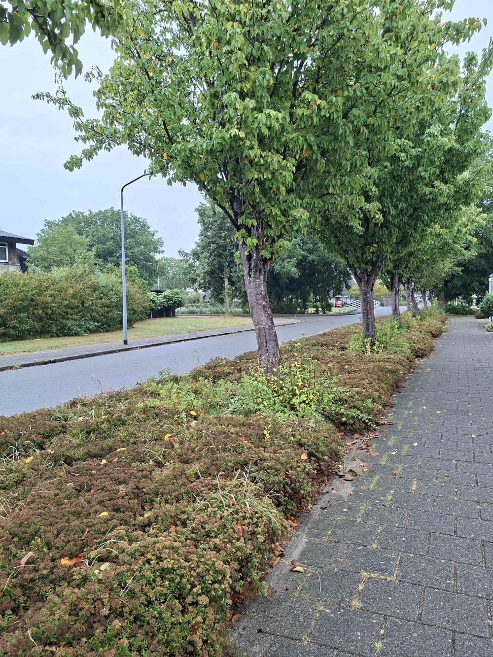Nootmuskaatweg 3