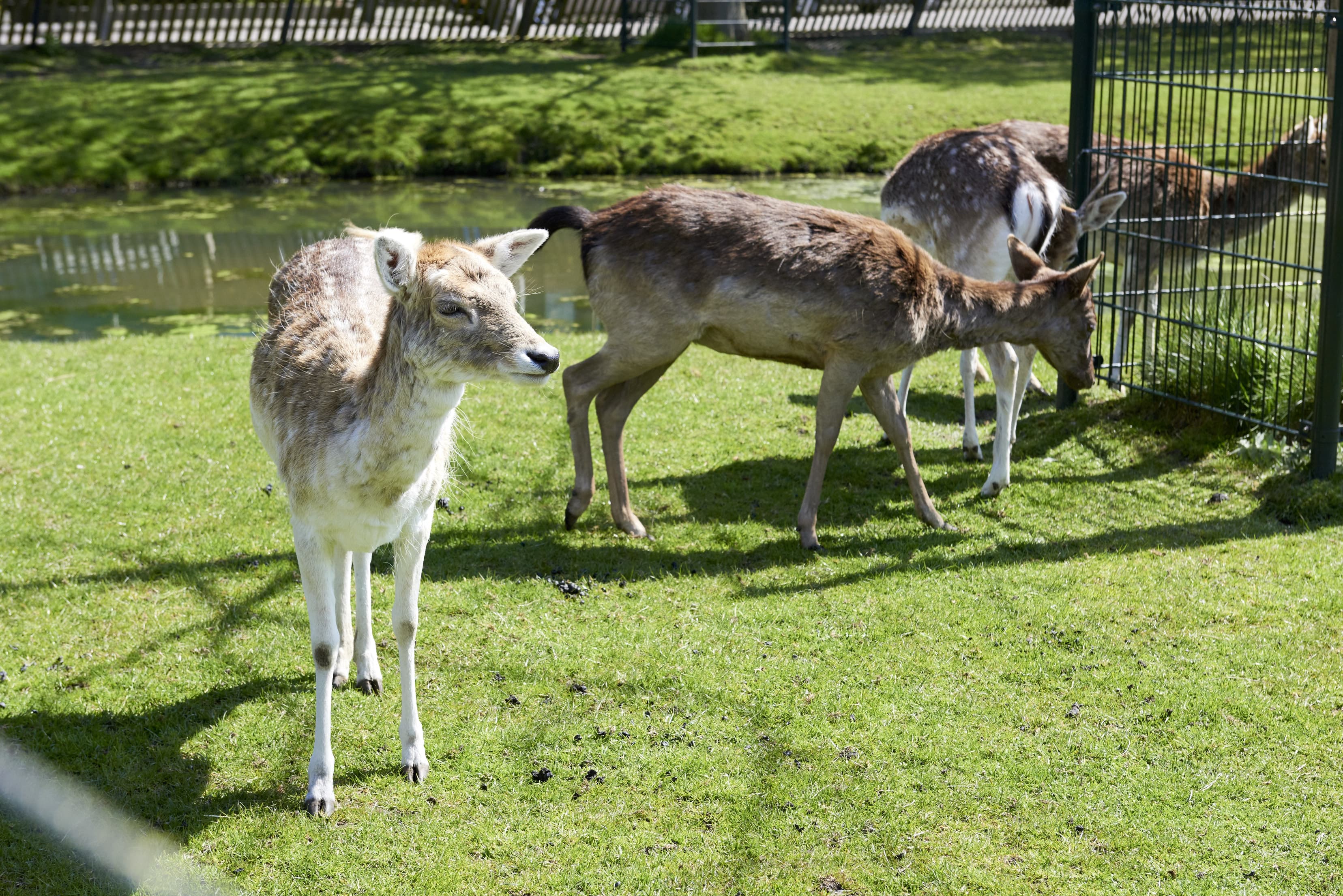 de la Reylaan 703 - Gouda