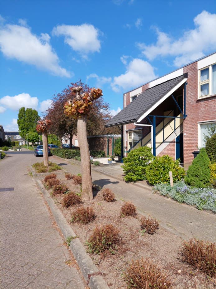 Kamille 6 - Werkendam