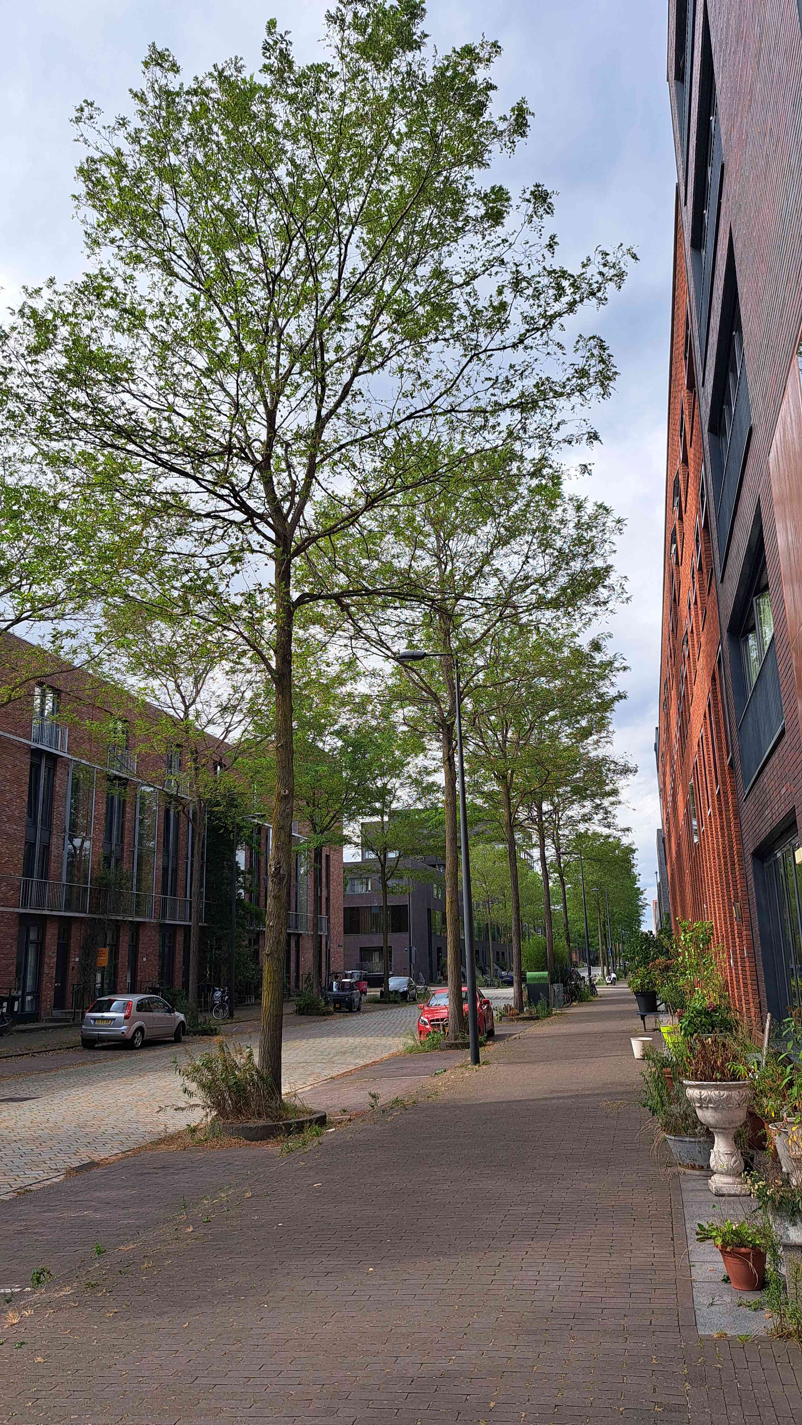 Maria Austriastraat 917 - Amsterdam