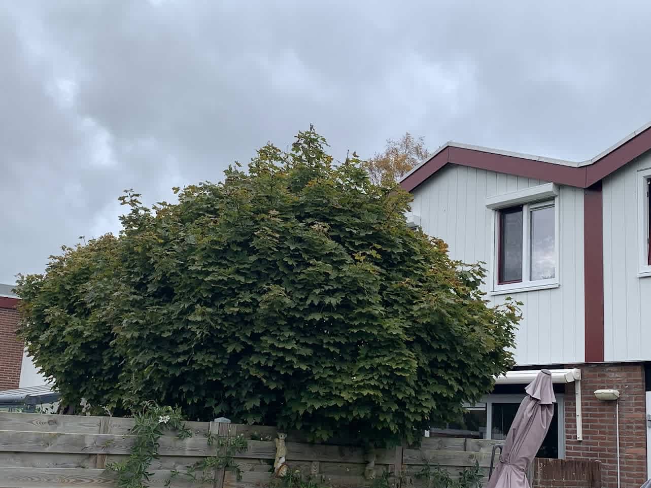 De Sint Willebrordus 56 - Zaandam