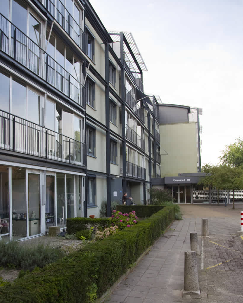 Pampagras 13 - Veenendaal