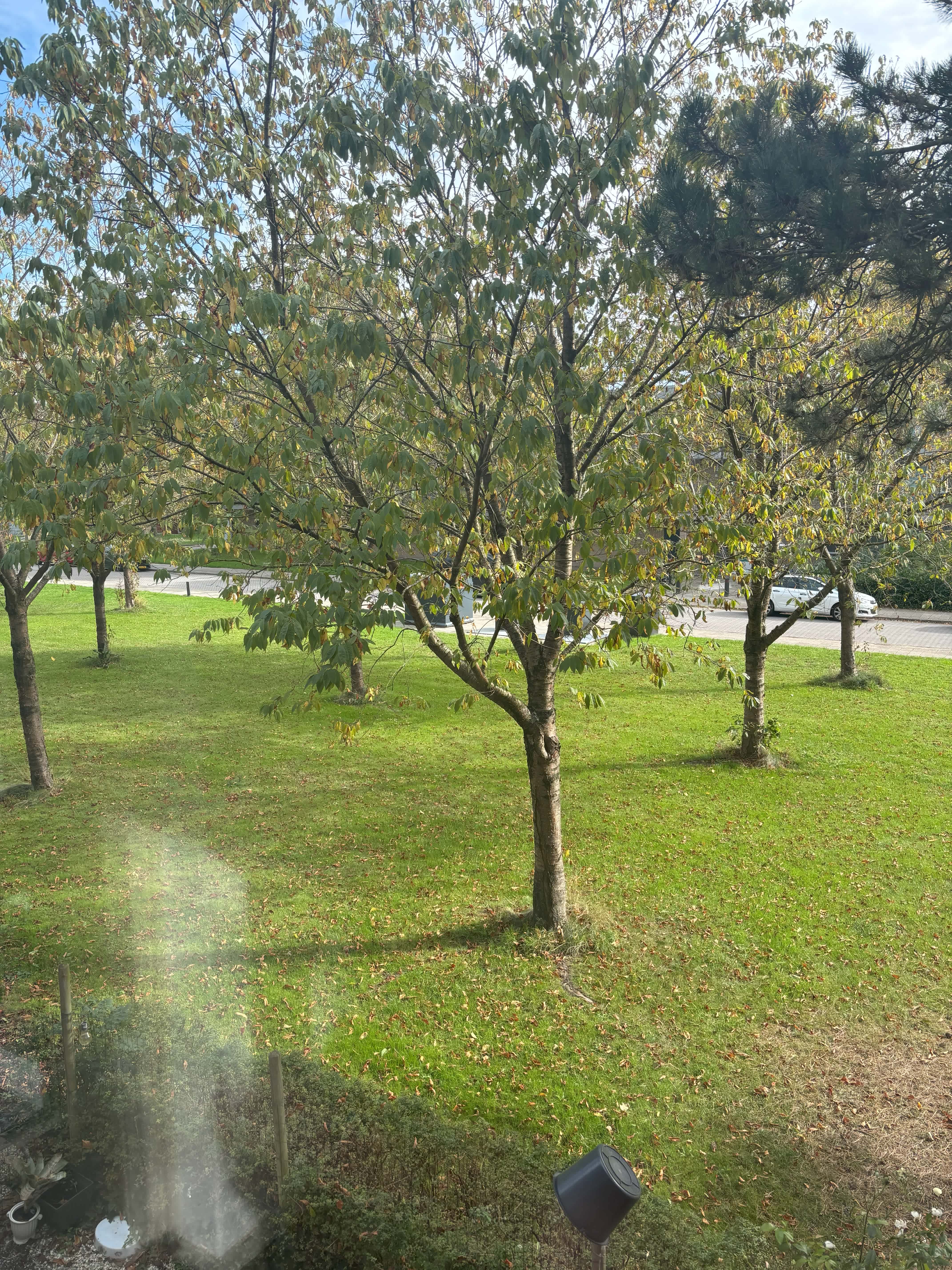 Hobbemastraat 116 - Woerden