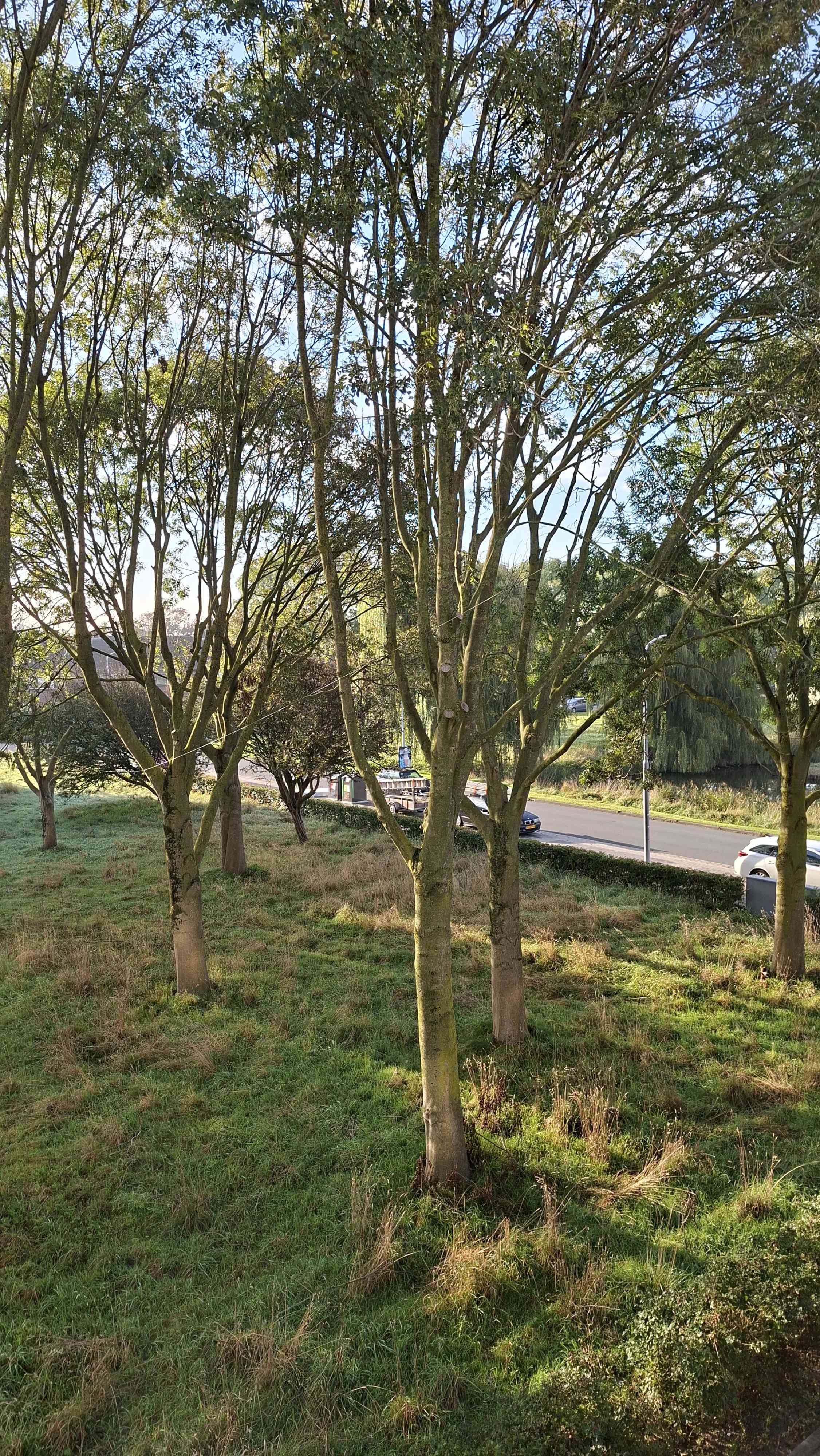 Inlaag 39 - Zwanenburg