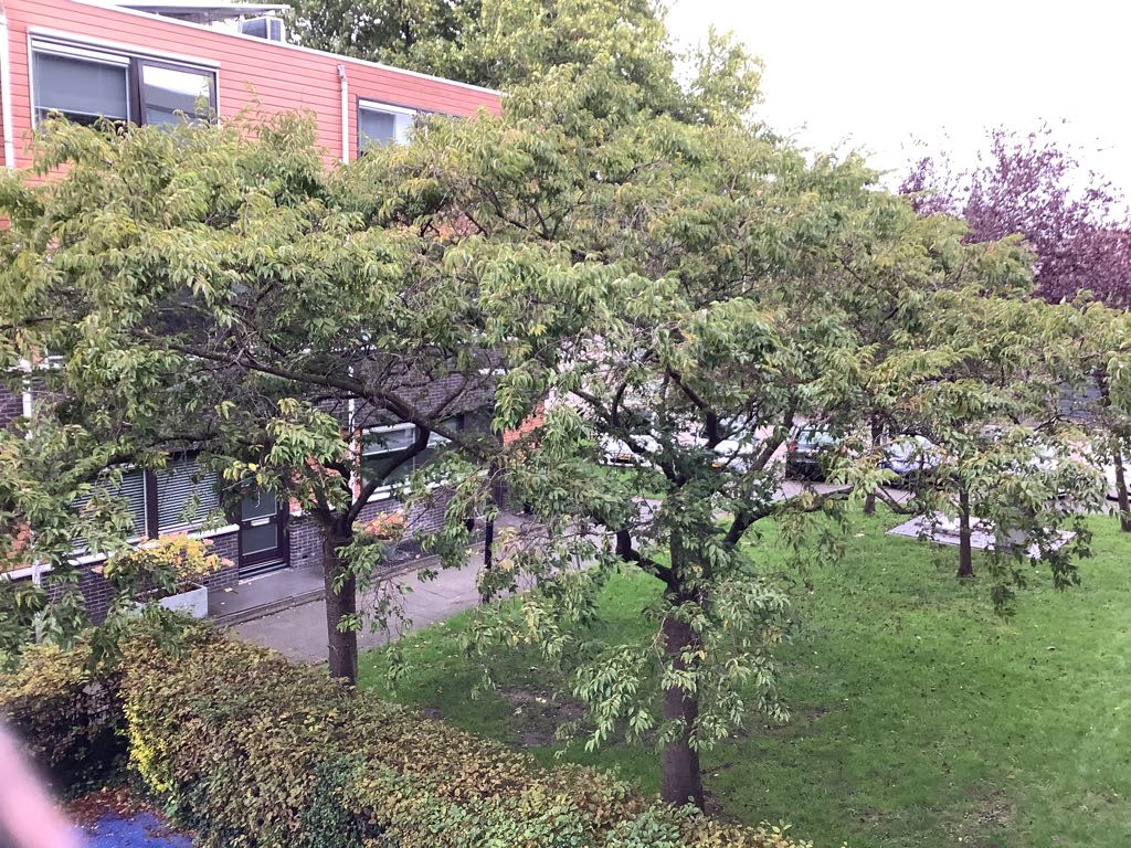 Wilgenlaan 15 - Alblasserdam