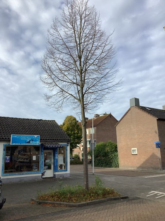 Klaproosstraat 21 - Papendrecht