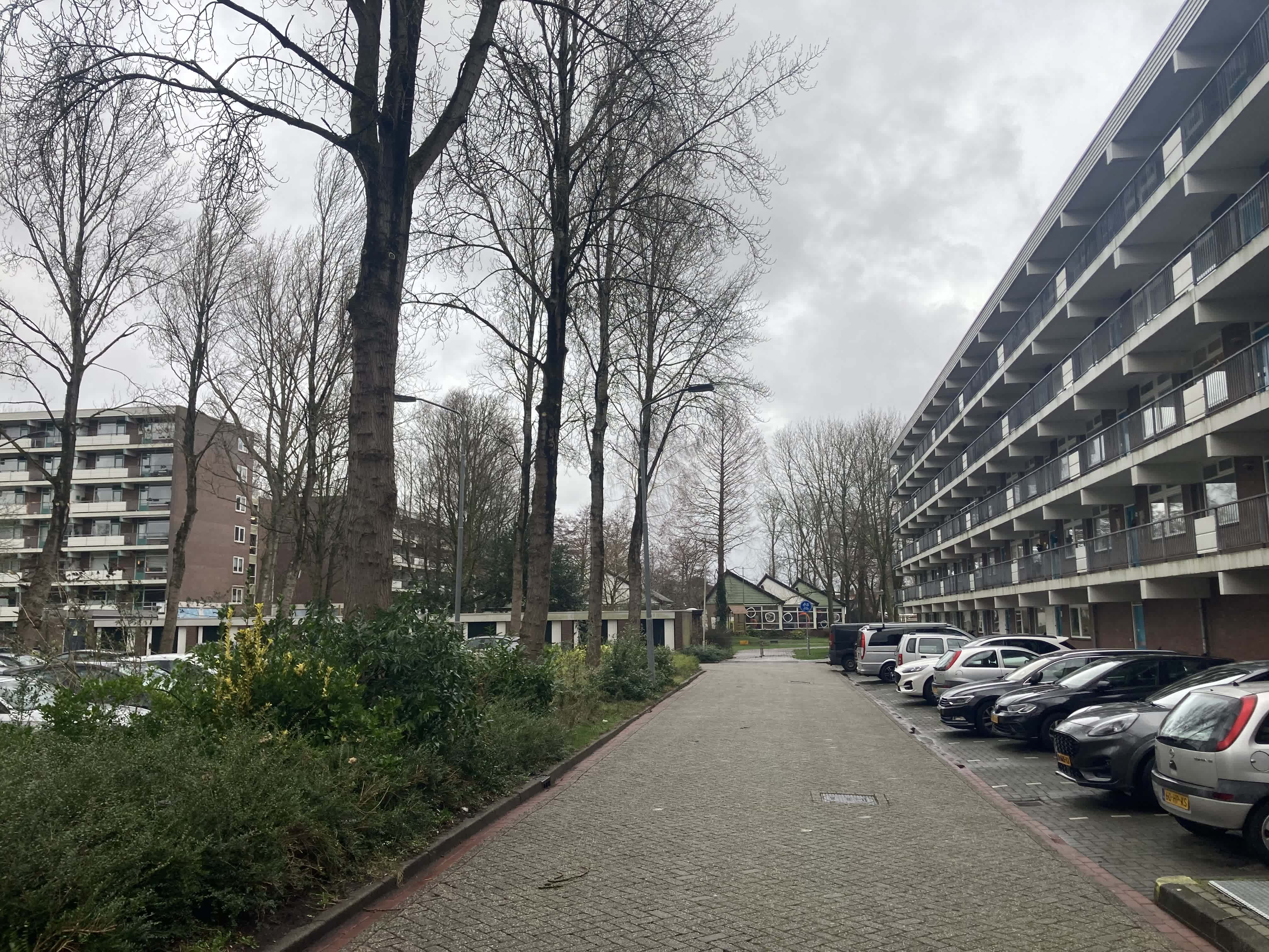 Grote Beer 190 - Krommenie