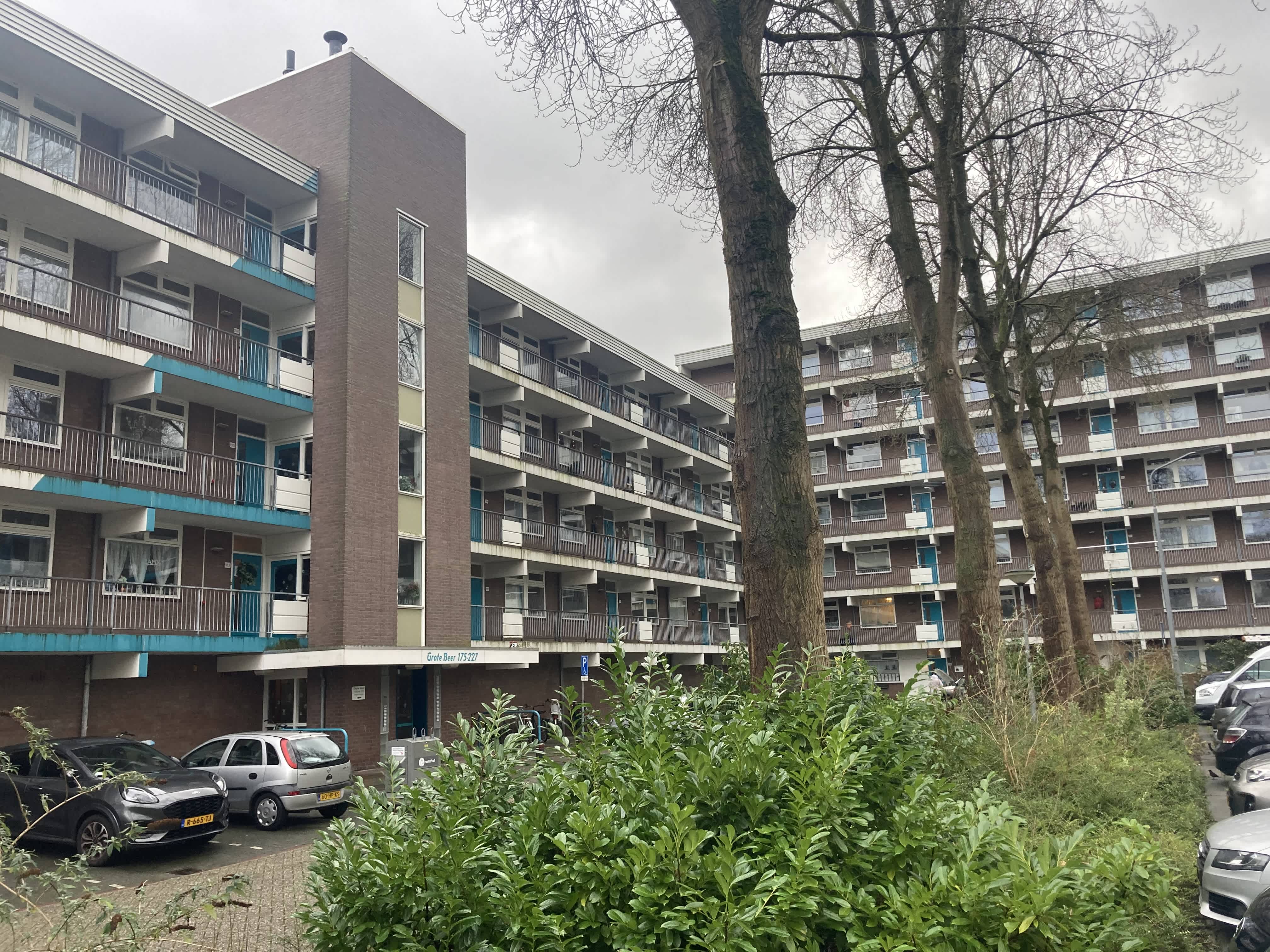 Grote Beer 190 - Krommenie