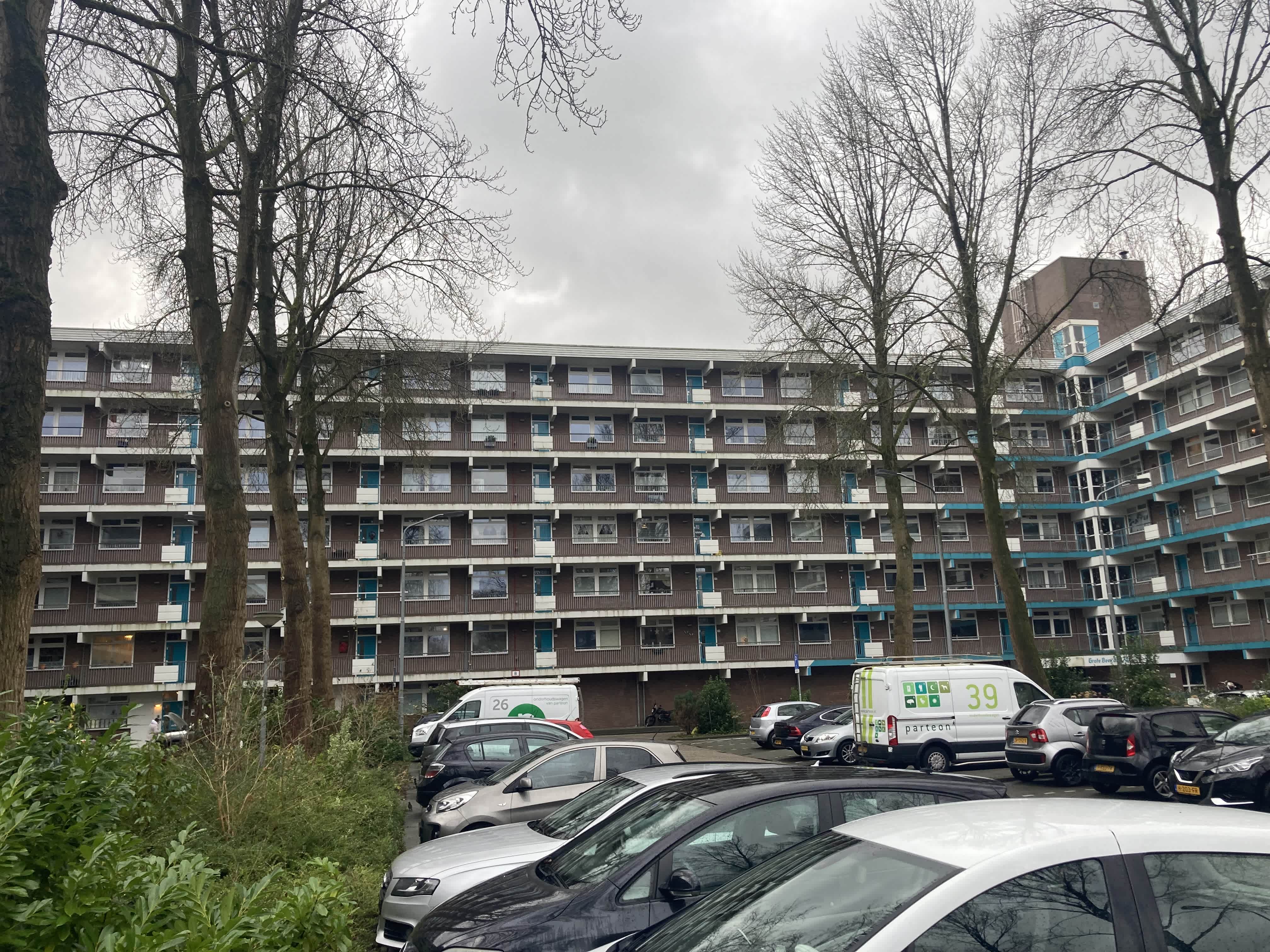 Grote Beer 190 - Krommenie