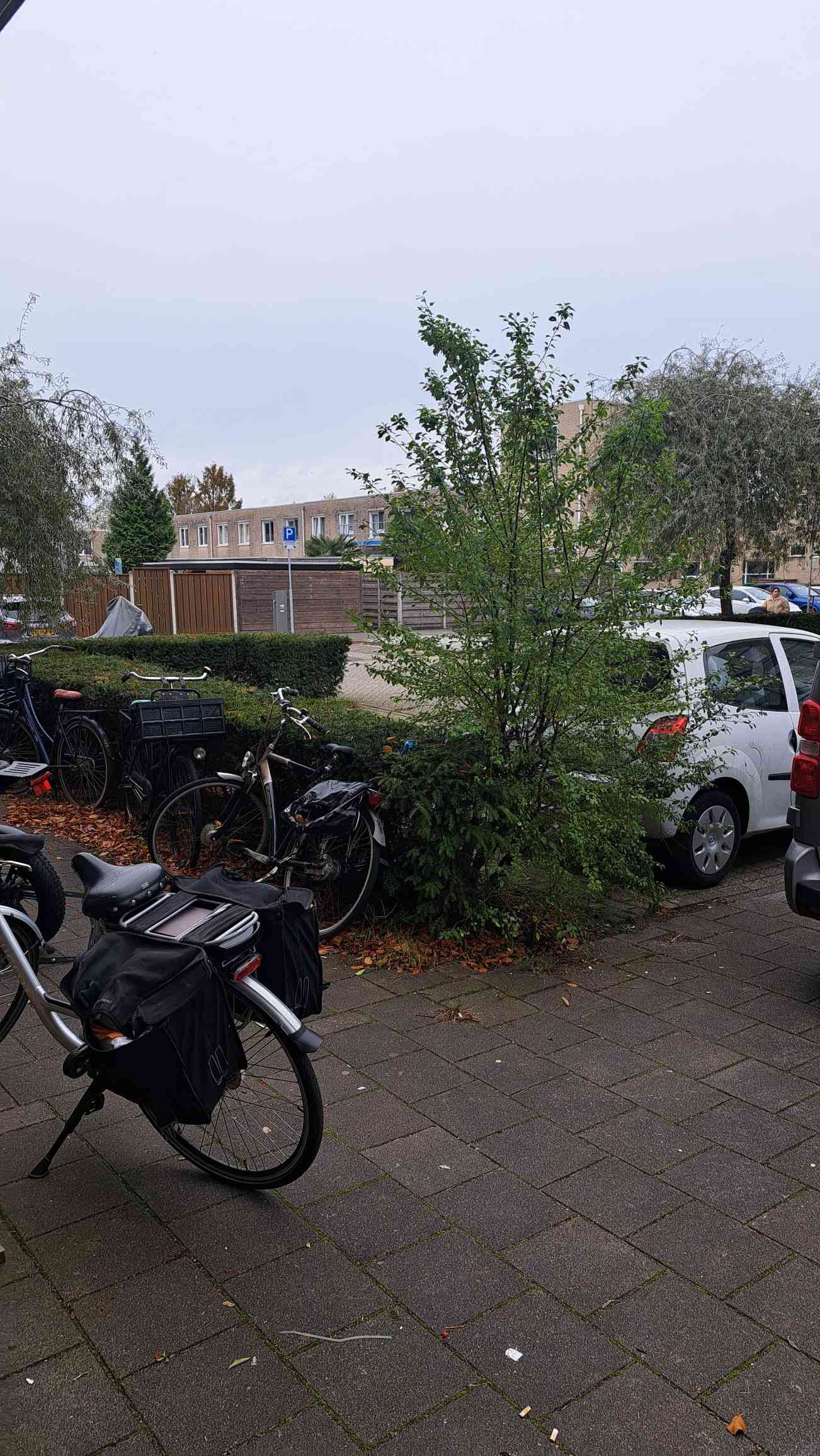 Rosarium 119 - Almere