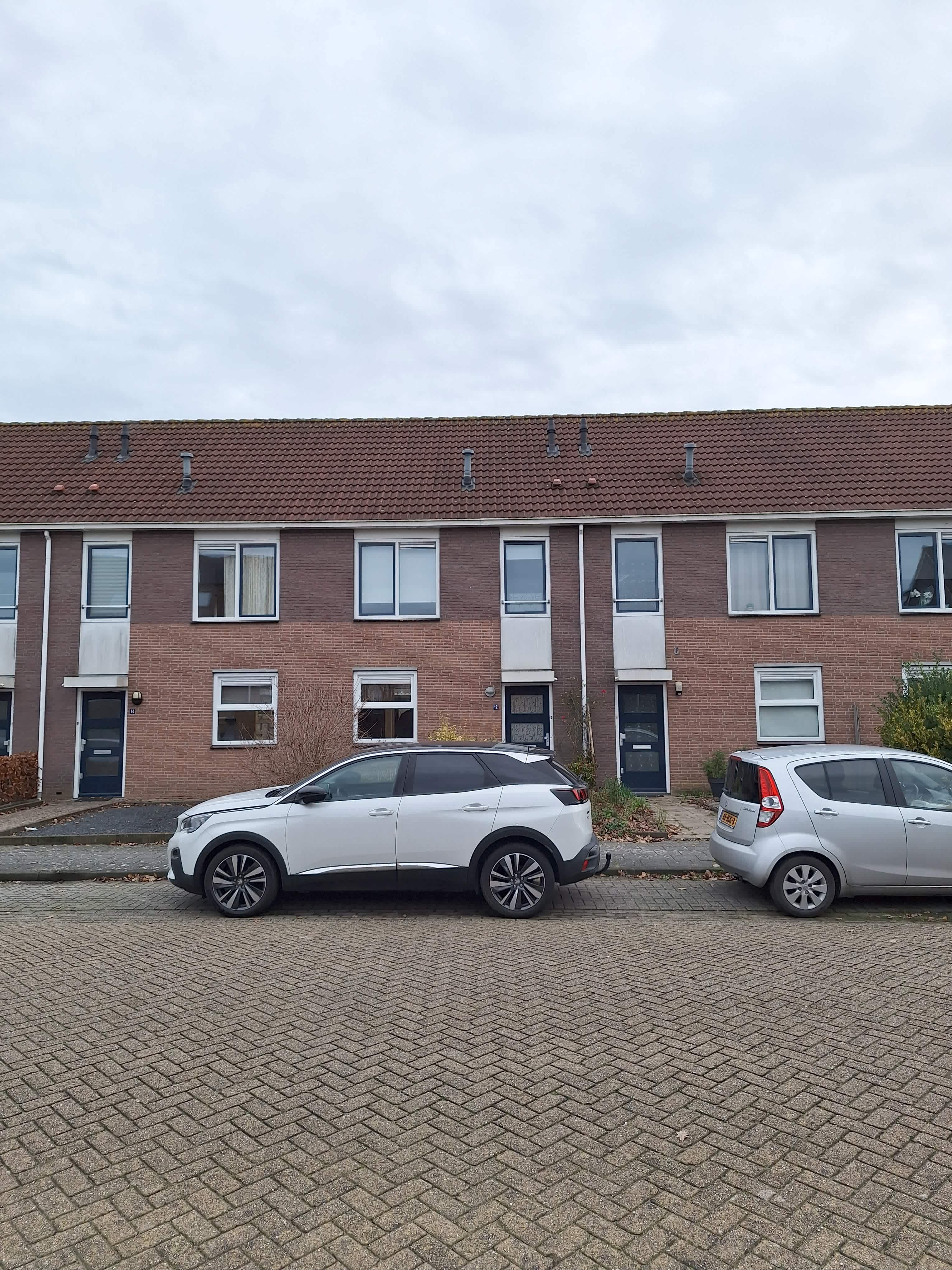 Kruisdistel 12 - Tiel