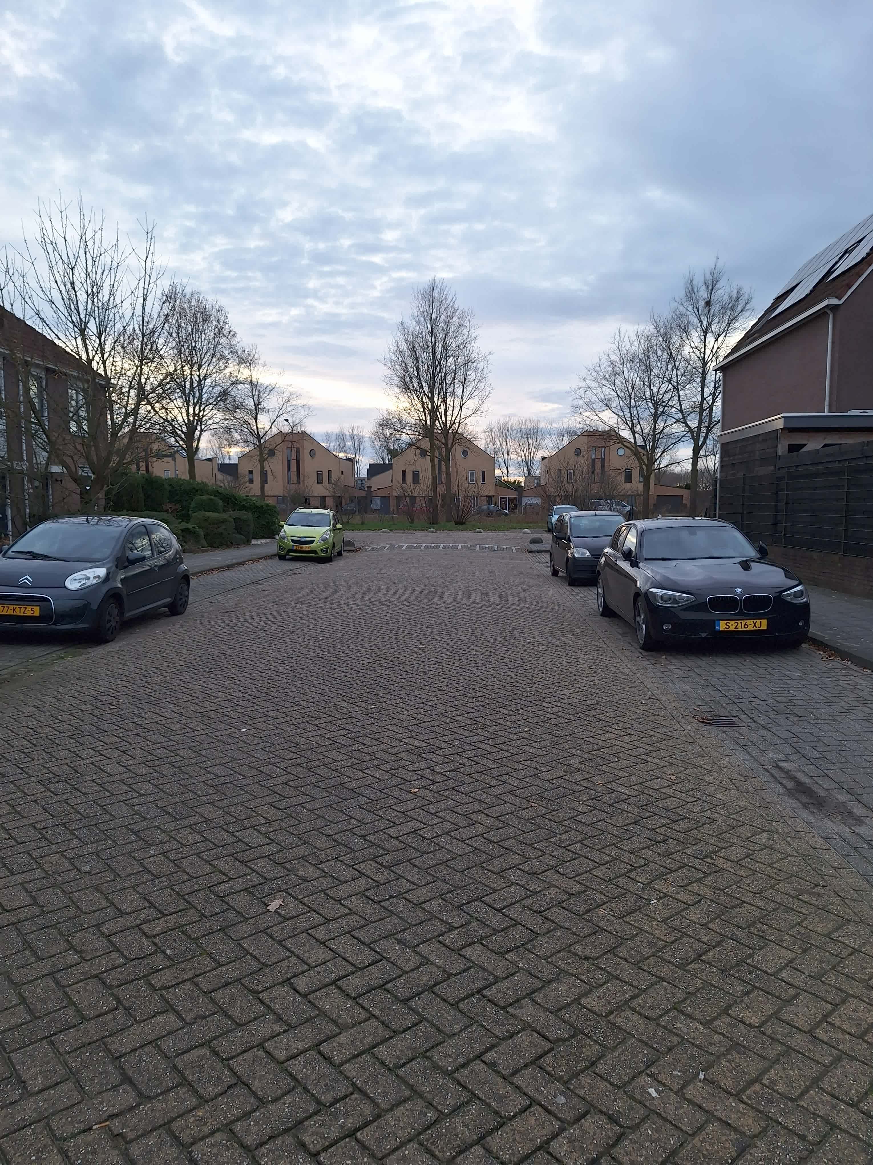 Kruisdistel 12 - Tiel