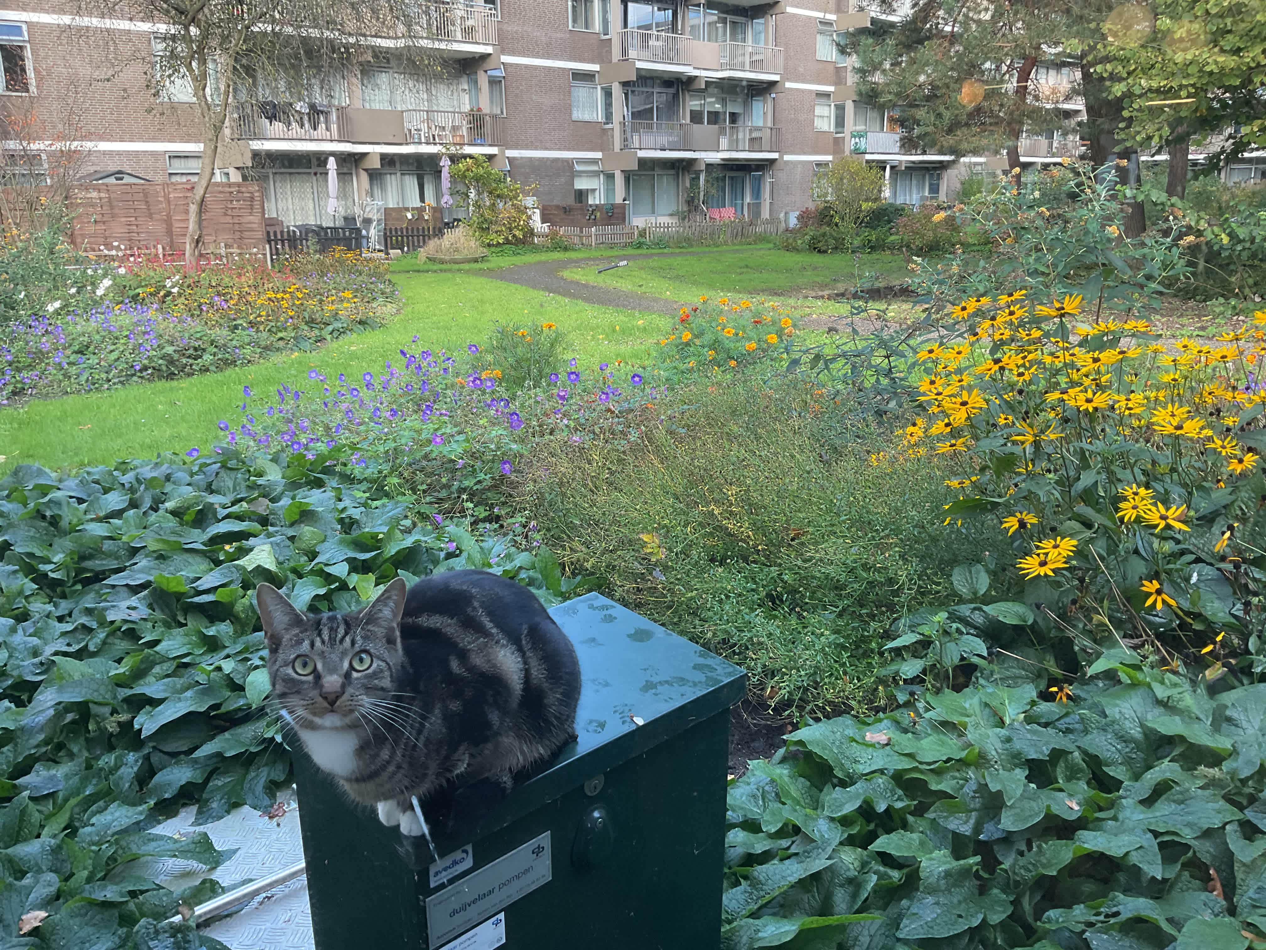 Niftrikhof 337 - Amsterdam