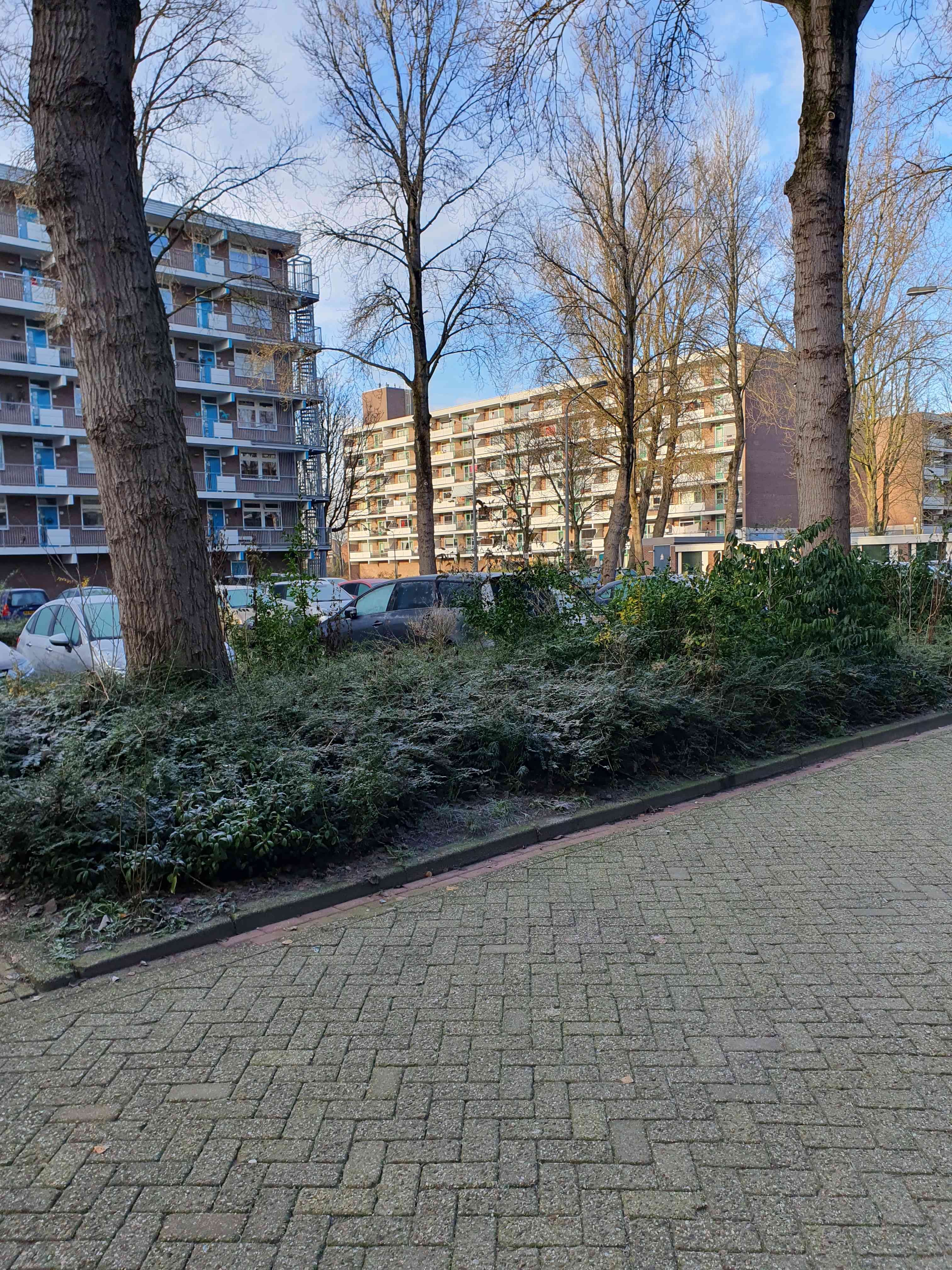 Grote Beer 190 - Krommenie