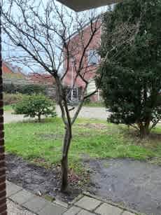 Lijsterstraat 4F2 - Zandvoort