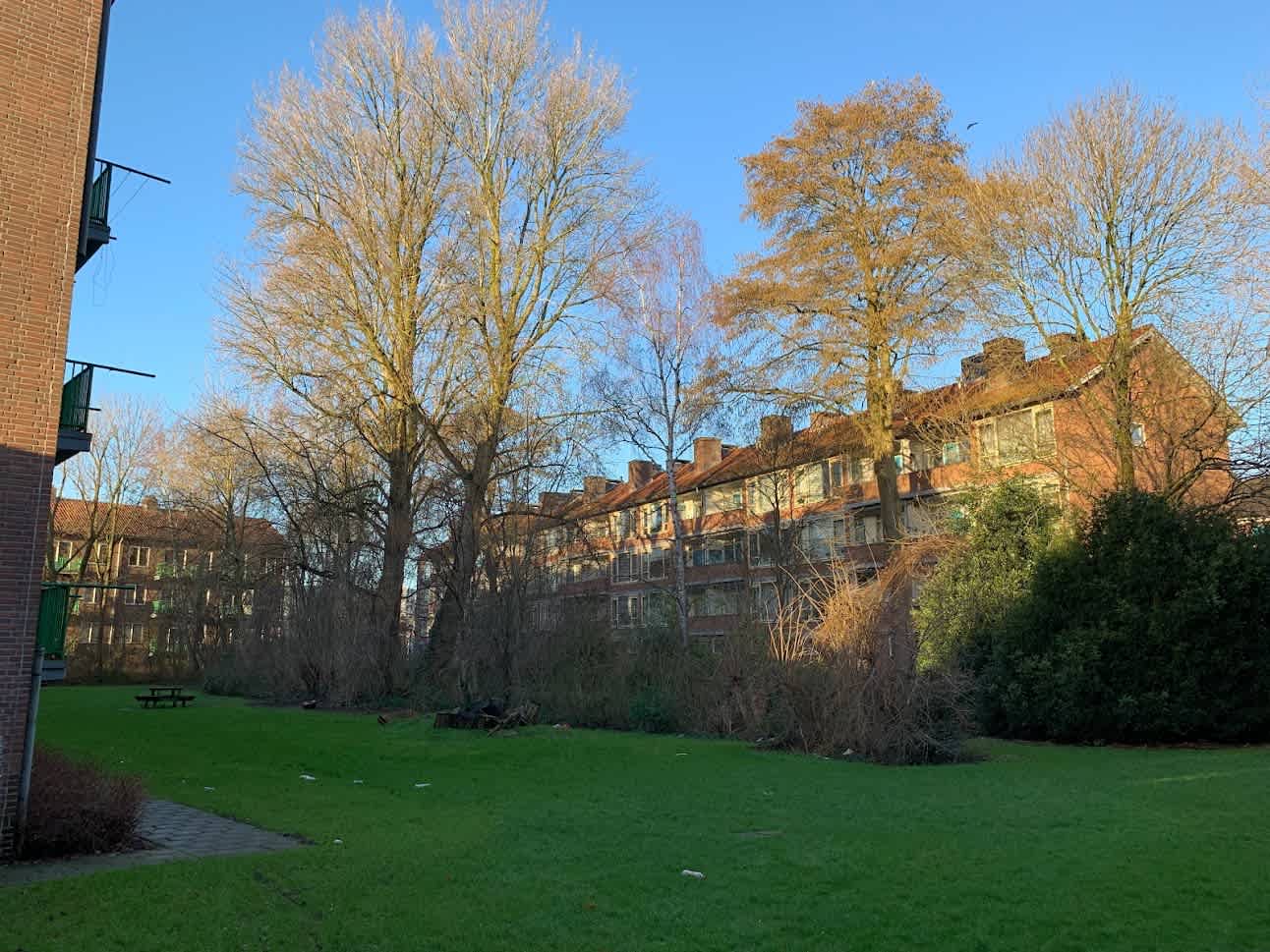 Lijns Tewisz Roggeplein 46 - Zaandam