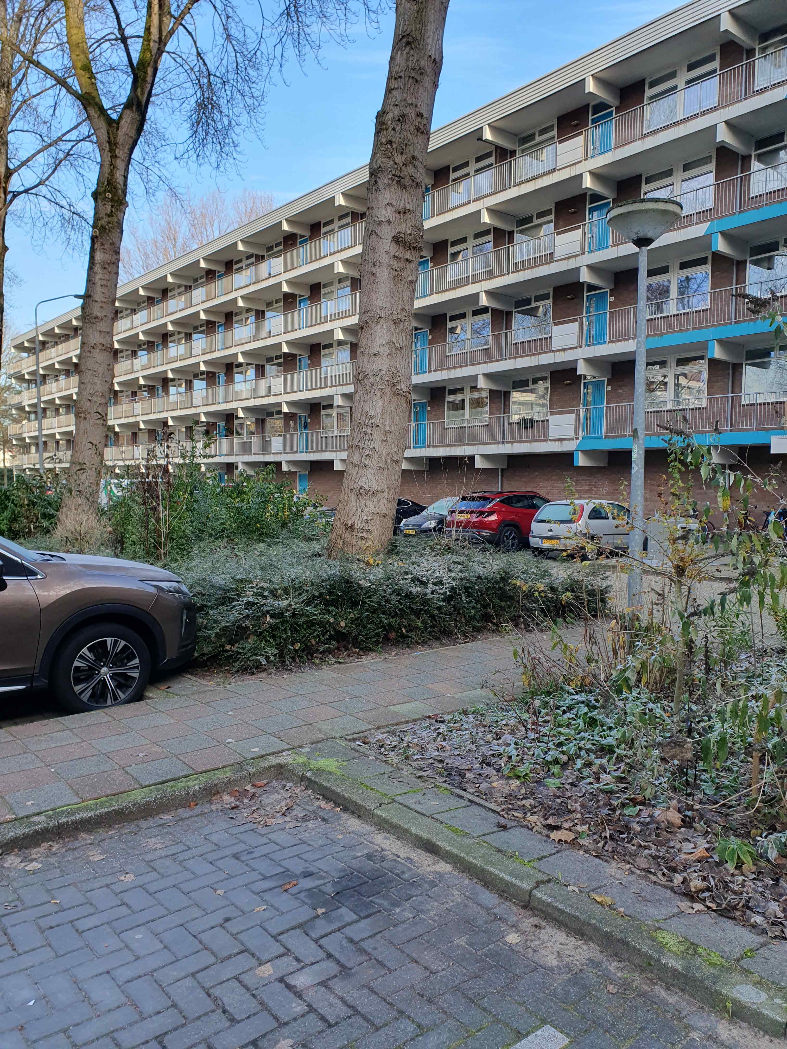 Grote Beer 121 - Krommenie