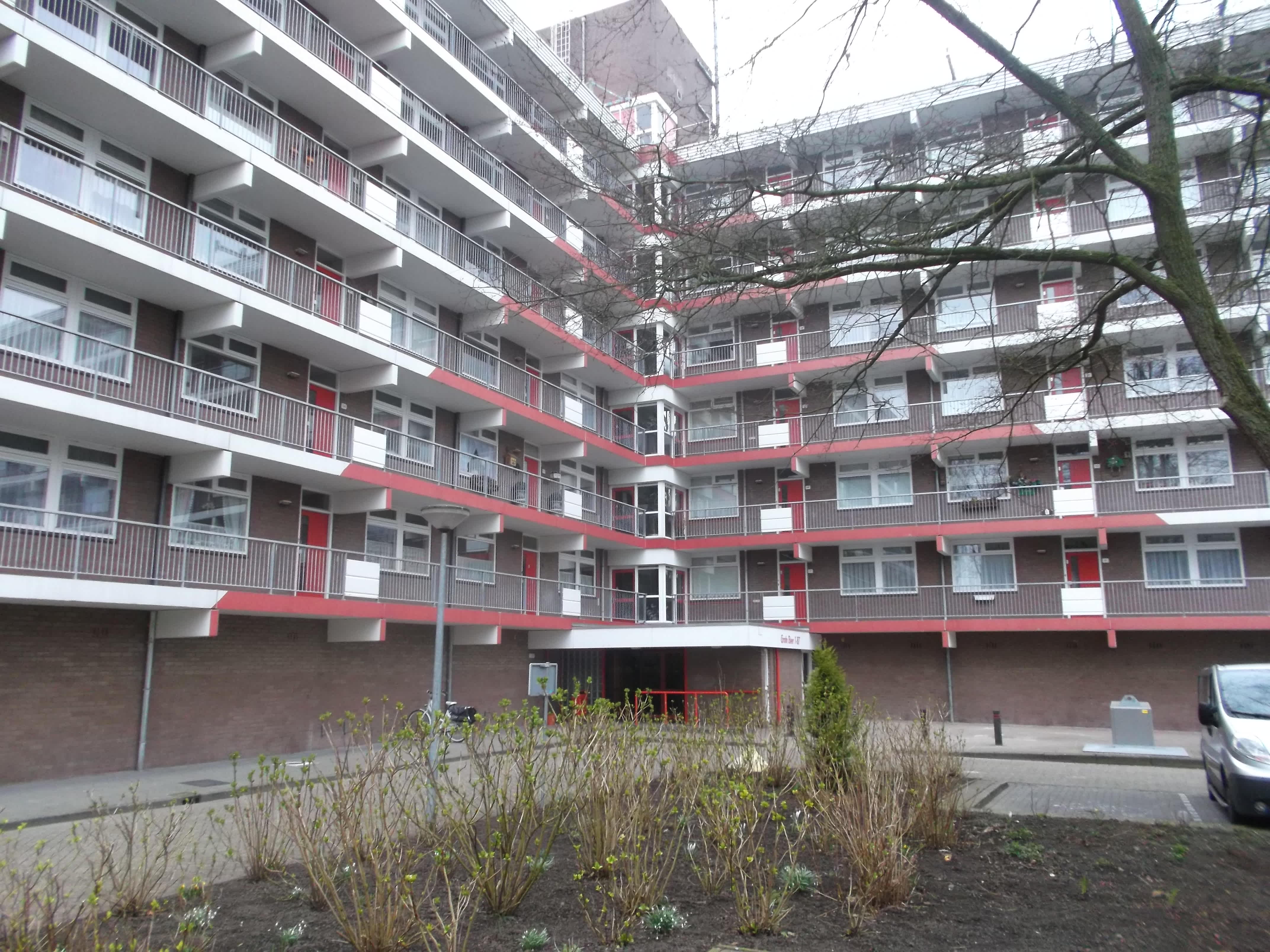 Grote Beer 67 - Krommenie