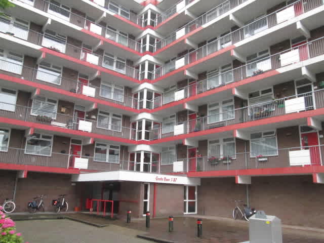 Grote Beer 67 - Krommenie