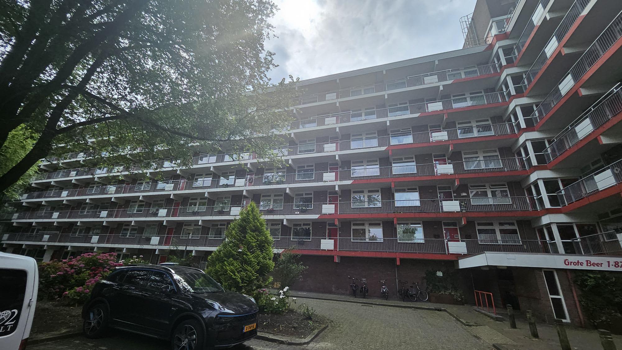 Grote Beer 67 - Krommenie