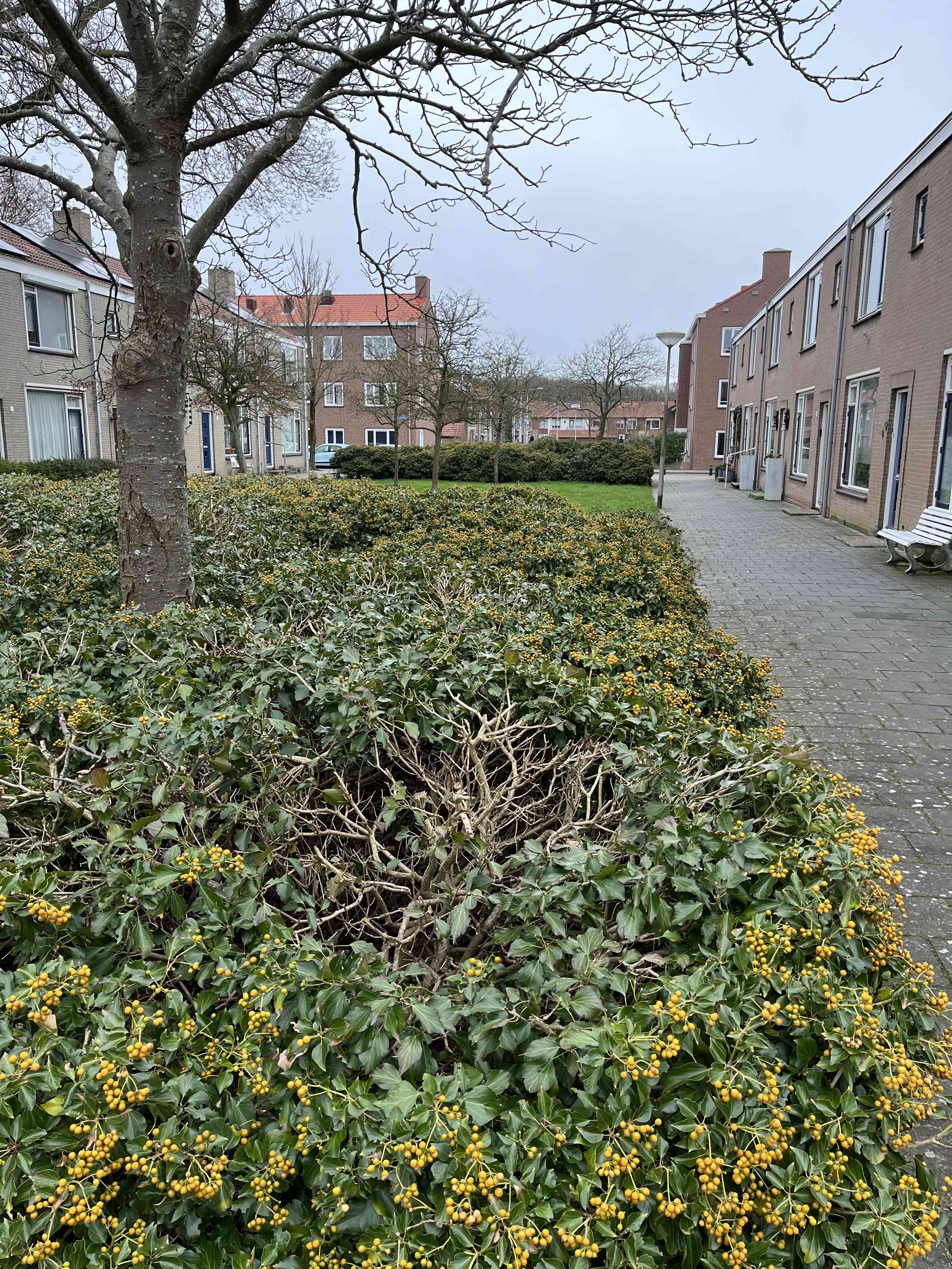Reggestraat 5 - IJmuiden