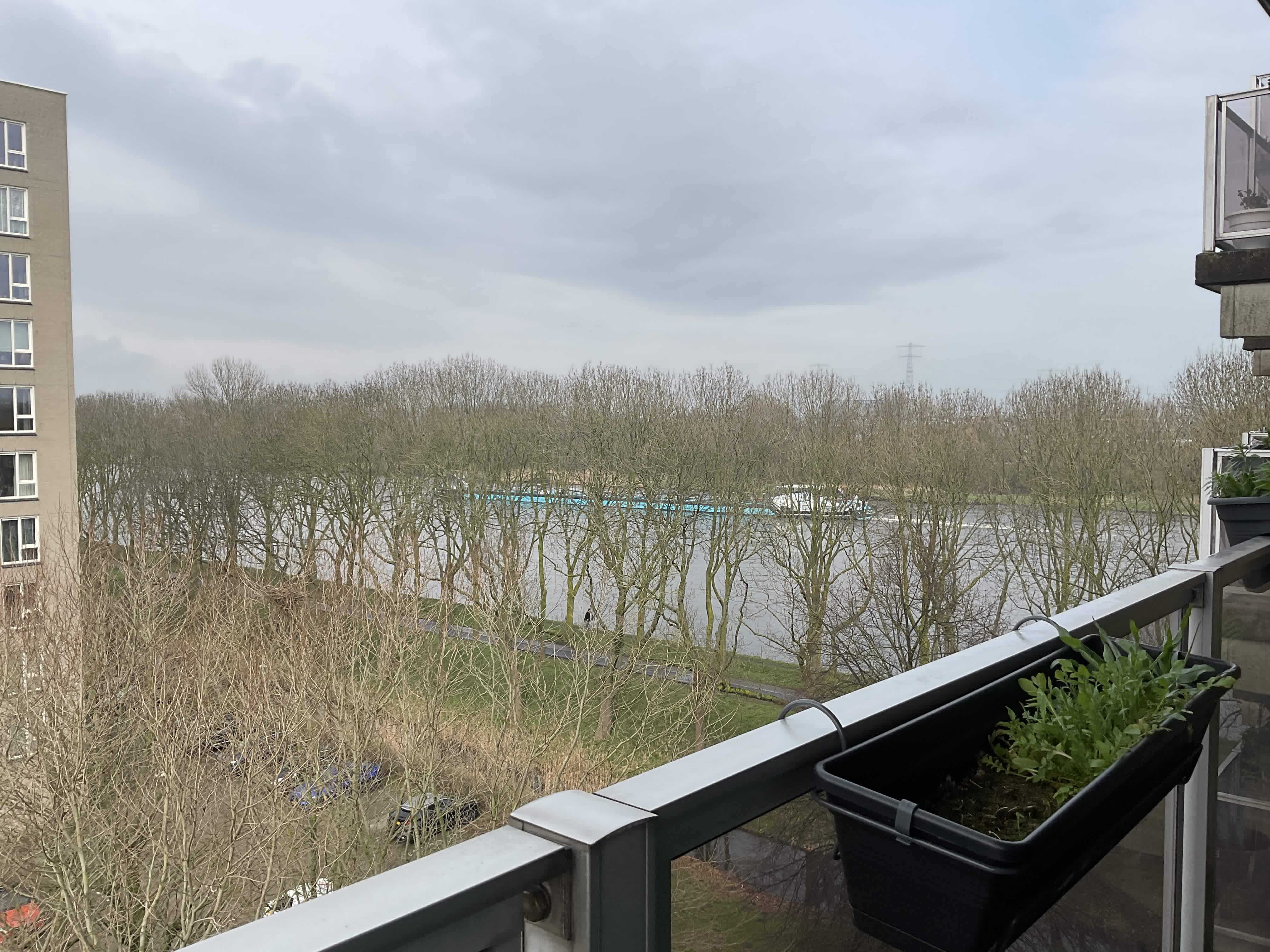 Meerkoet 191 - Diemen