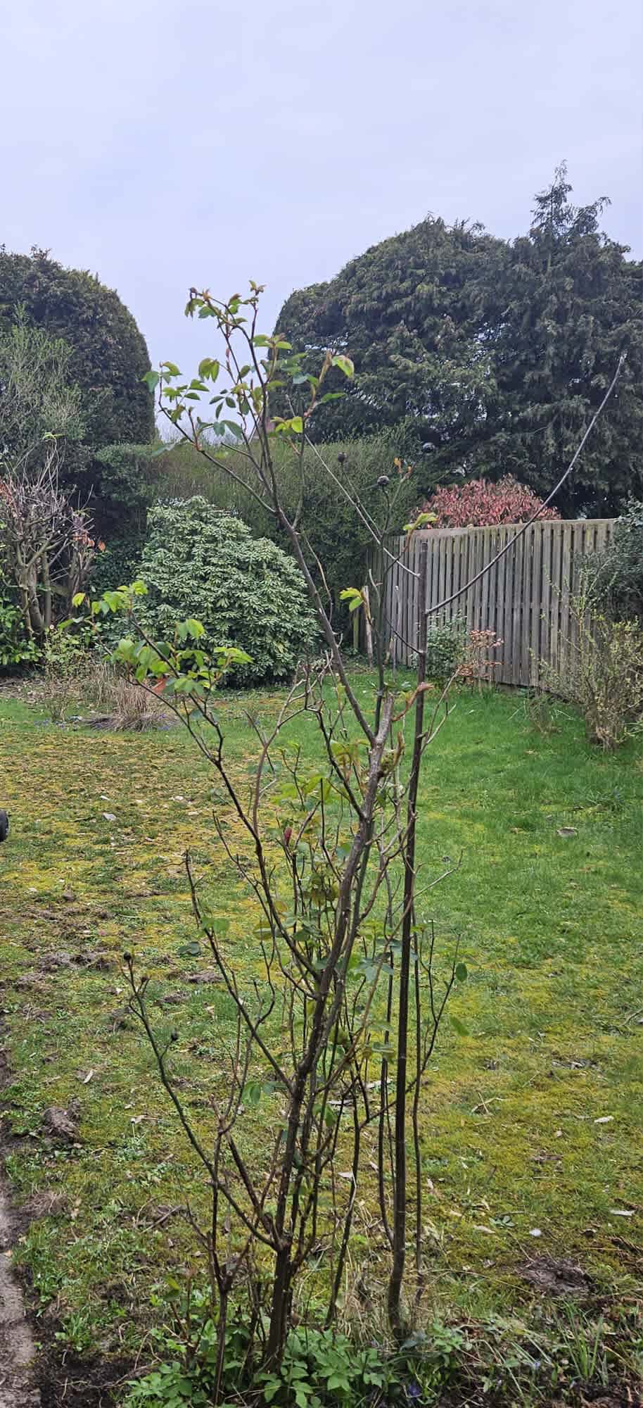 Esmeijerlaan 11 - Driebergen-Rijsenburg