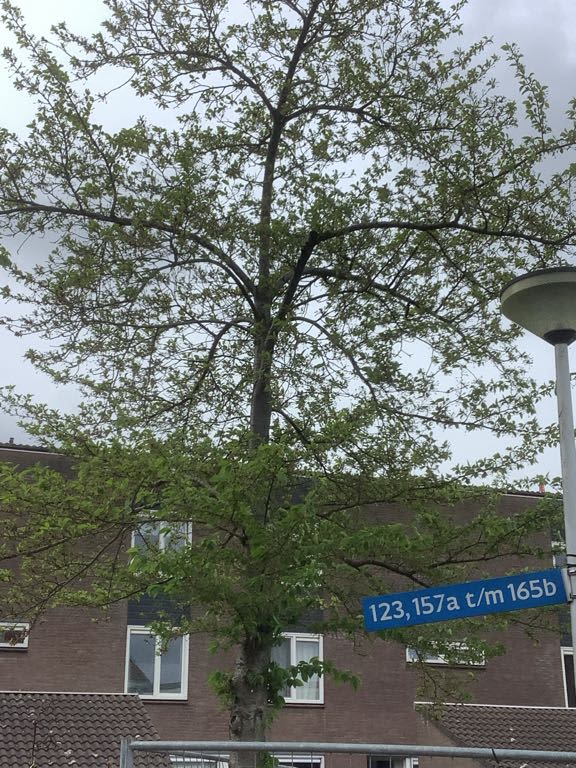 Stellingmolen 165A - Papendrecht