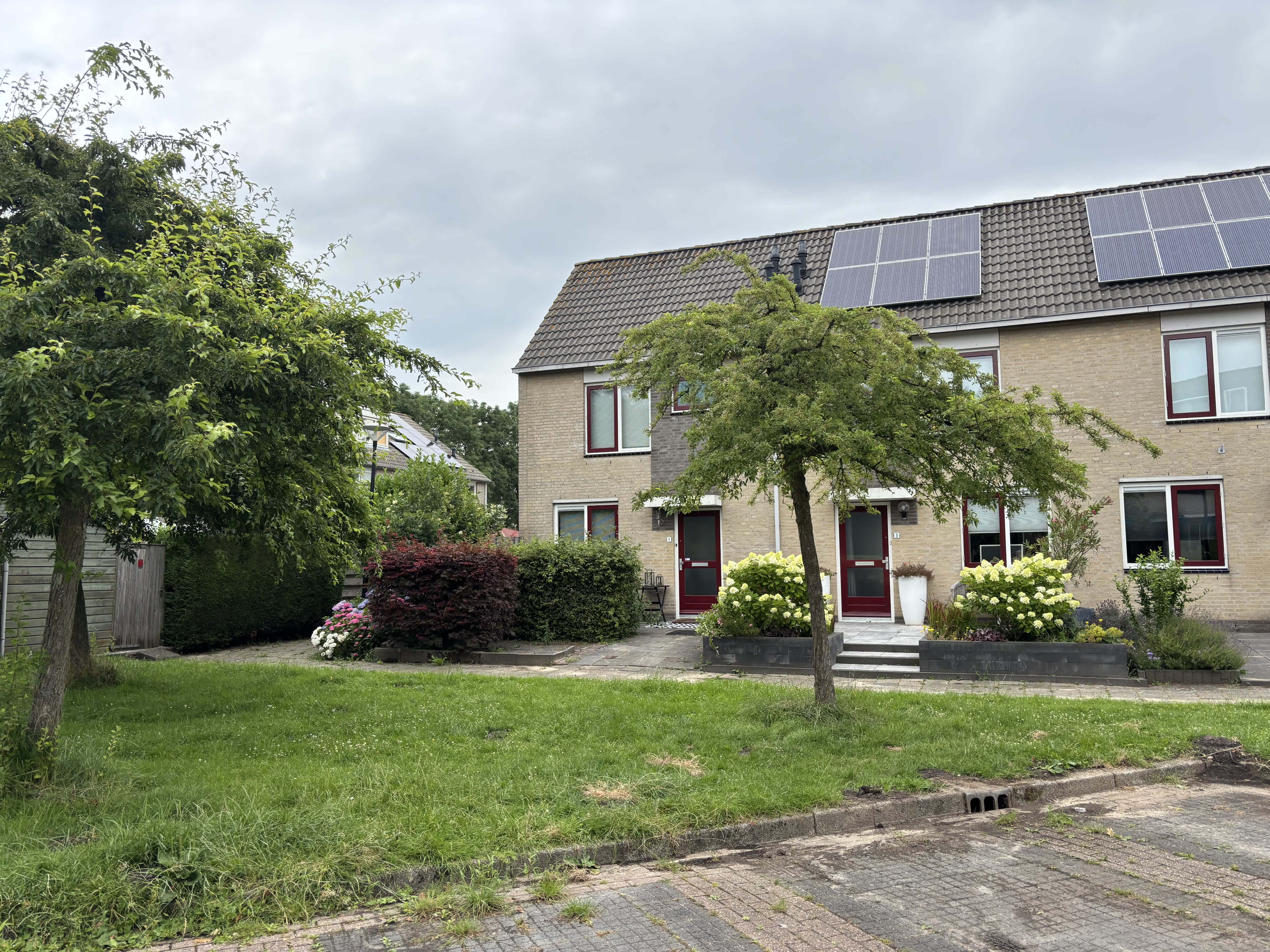 Blauwe Zegge 1 Wilnis