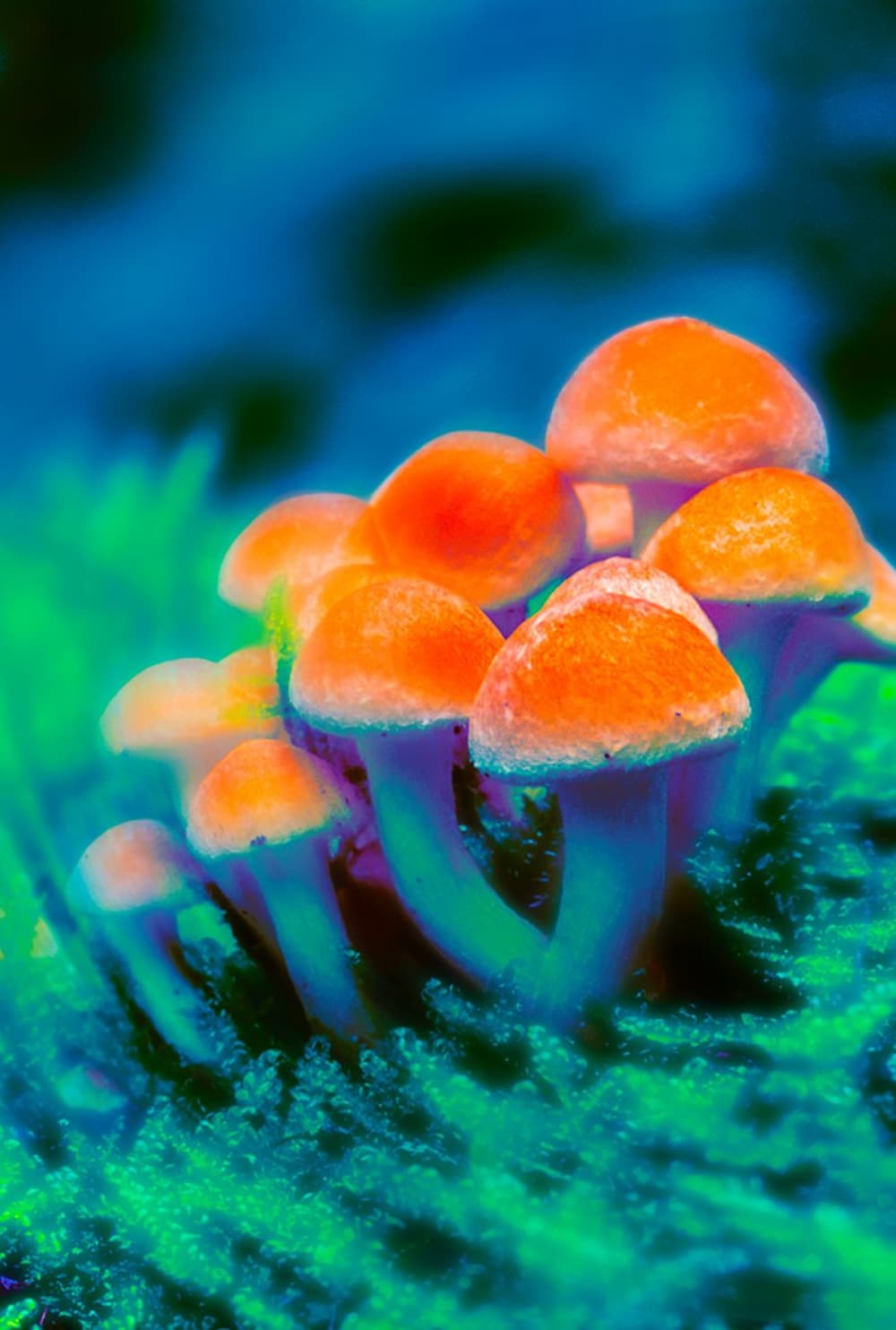 Ashnikko on faerie orgies, mushroom trips and foraging Woo