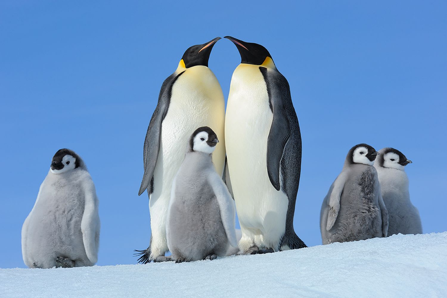 Emperor penguin colony 