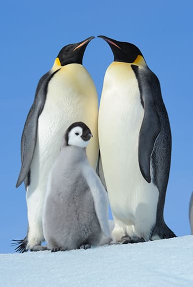 The Emperor Strikes Back: satellite mapping reveals previously undiscovered penguins