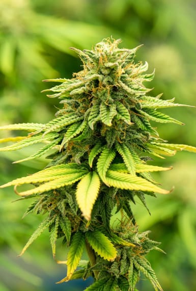 Does CBD get you high?