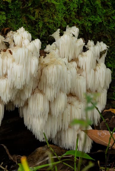 Here’s your guide to medicinal mushrooms