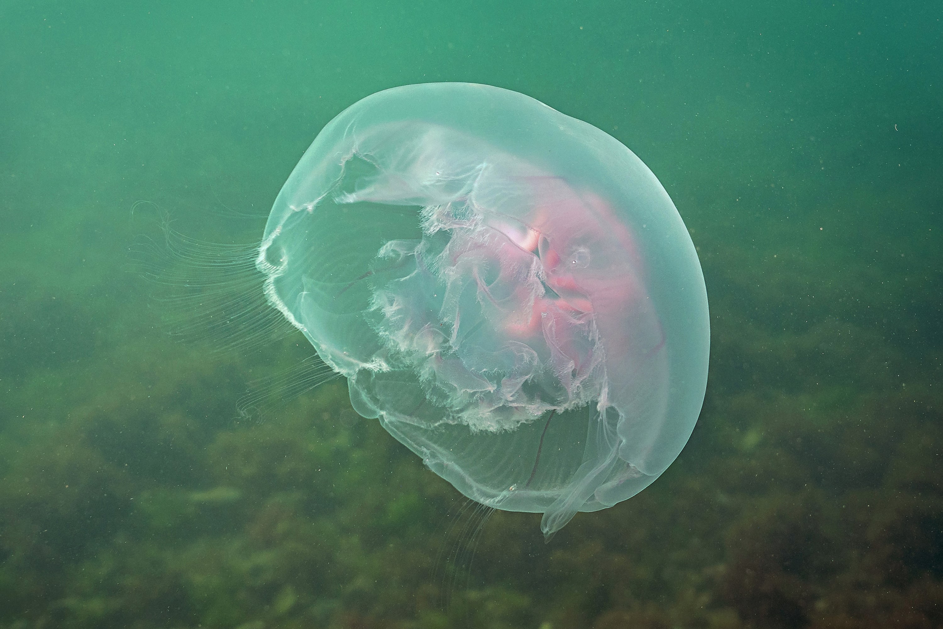 ‘A mini Grand Canyon’: Norfolk's hidden underwater world