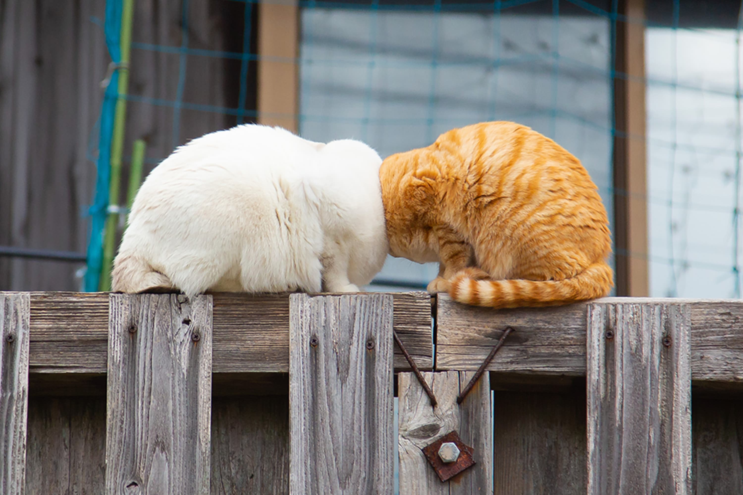 Need a serotonin boost? Check out these funny pet pics