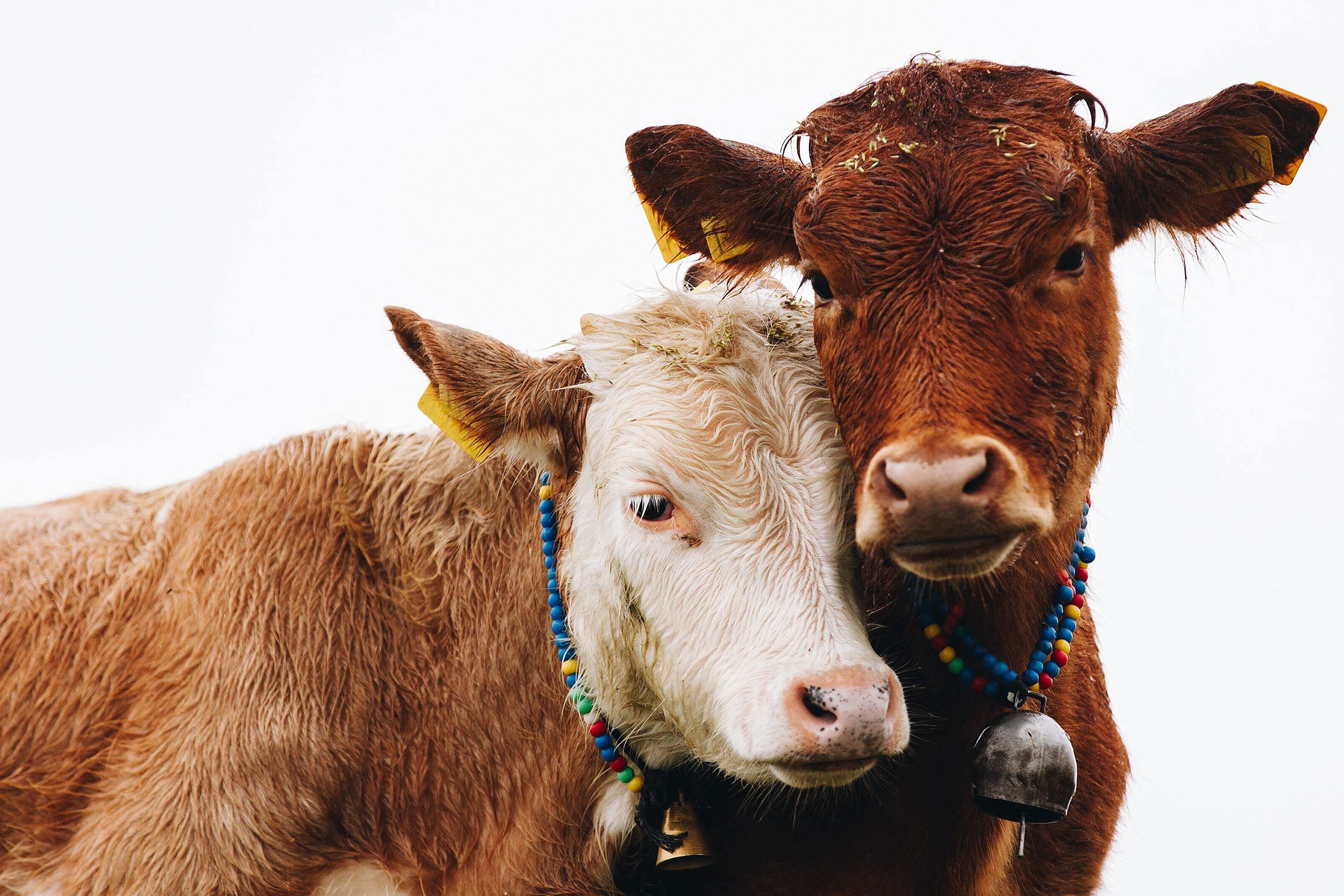 Hugging a cow is good for anxiety, says science