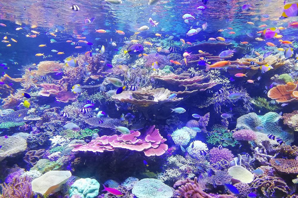 Underwater 'discos' could be the key to sustainable scallop fishing