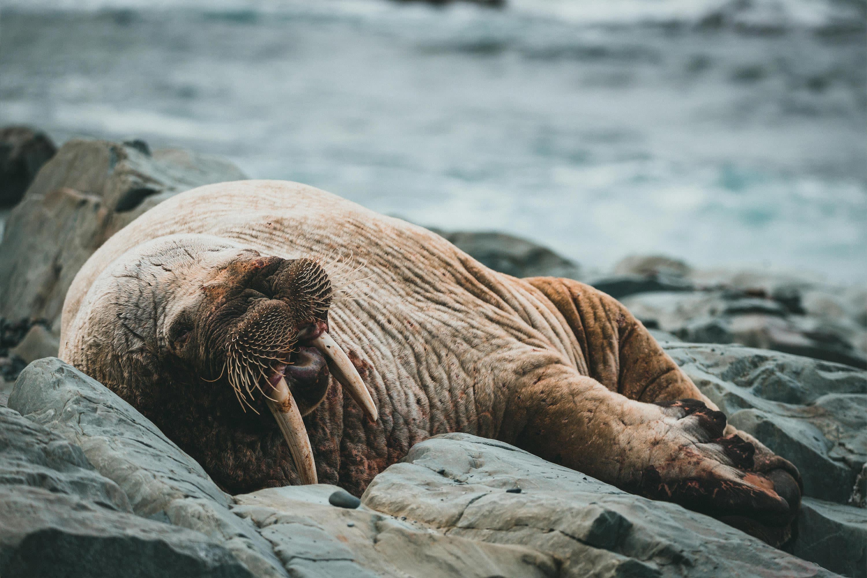 Meet the internet's latest niche micro celeb: Freya the walrus