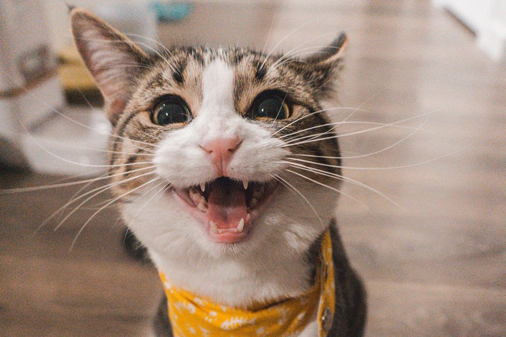 All the best cat reactions to feline-themed video game 'Stray'
