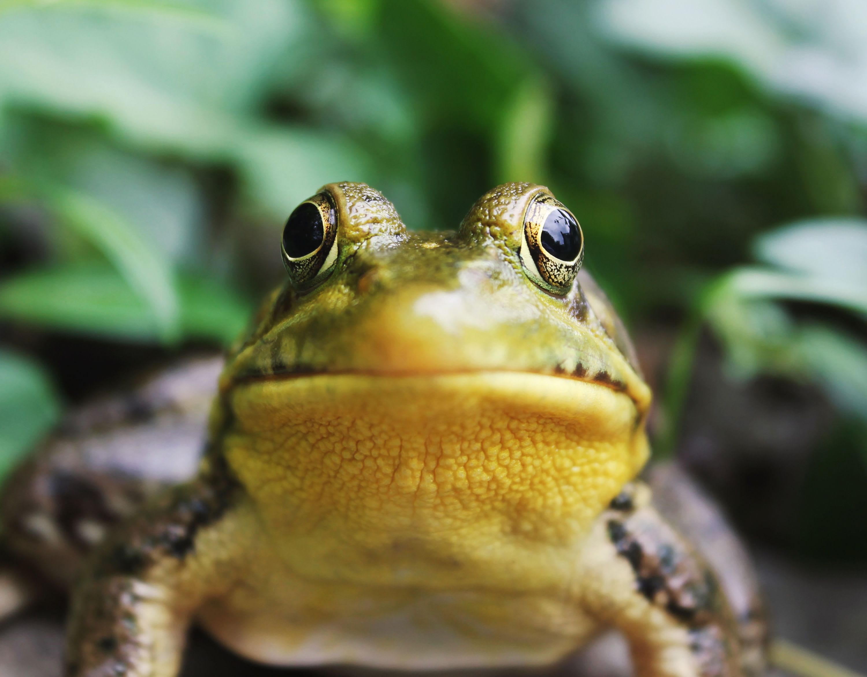 The Kambo Cleanse: the frog poison ritual used to sharpen the mind